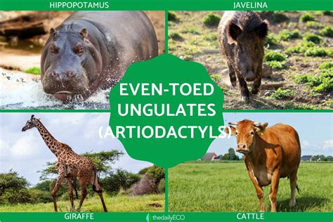 even-toed ungulates codycross|Iba pa.